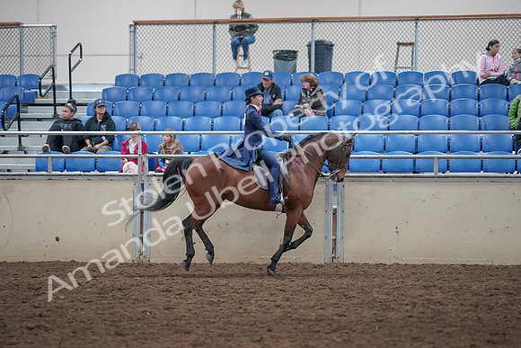 2019 Morgan Horse Show - Aug 31, 2019 - 09696