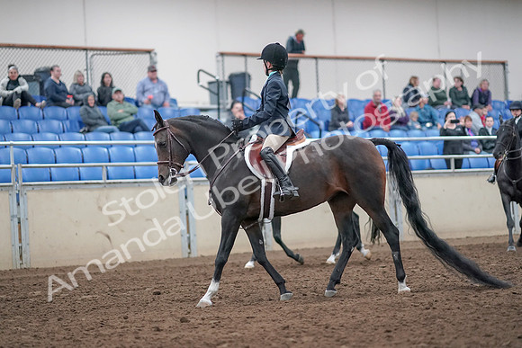 2019 Morgan Horse Show - Aug 31, 2019 - 19379