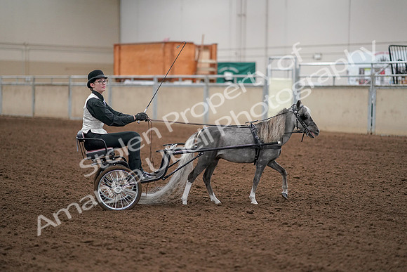 2019 Morgan Horse Show - Aug 30, 2019 - 13353