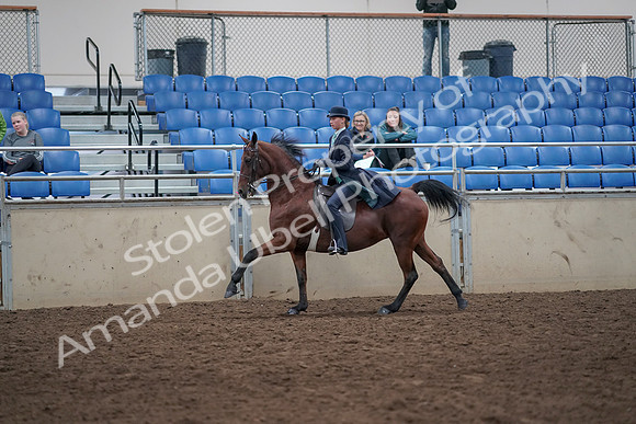 2019 Morgan Horse Show - Aug 31, 2019 - 09483