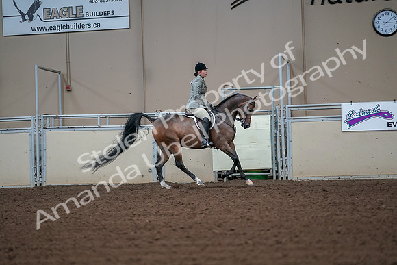 2019 Morgan Horse Show - Aug 30, 2019 - 17518