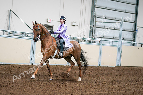2020 - AB Morgan Horse - Fri, Sept 04 - 04907