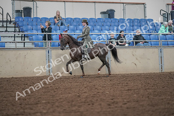 2019 Morgan Horse Show - Aug 30, 2019 - 15308
