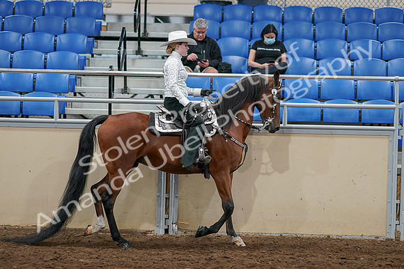 2020 - AB Morgan Horse - Fri, Sept 04 - 03522