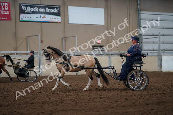 2019 Morgan Horse Show - Aug 30, 2019 - 13262