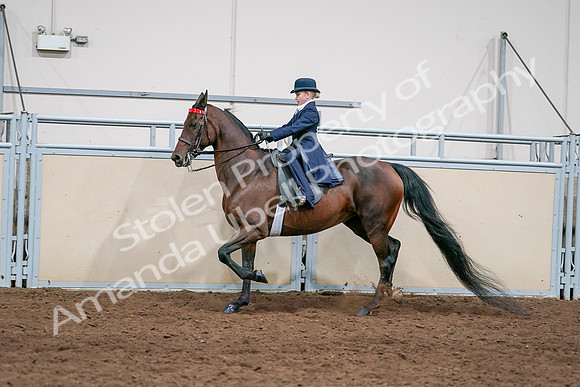 2020 - AB Morgan Horse - Sat, Sept 05 - 04813