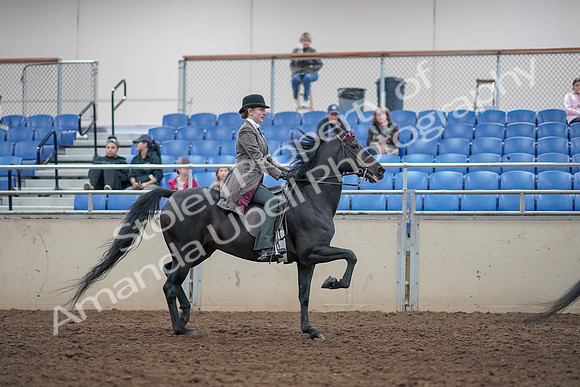 2019 Morgan Horse Show - Aug 31, 2019 - 09656