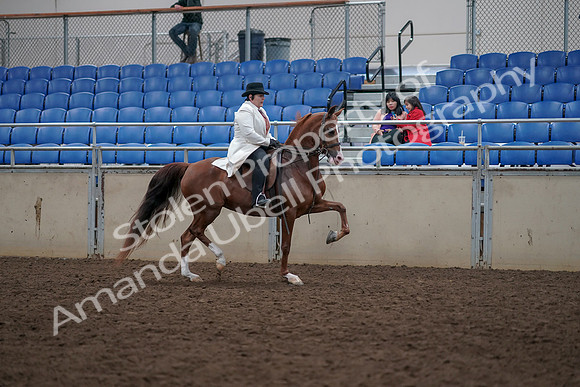 2019 Morgan Horse Show - Aug 31, 2019 - 17970