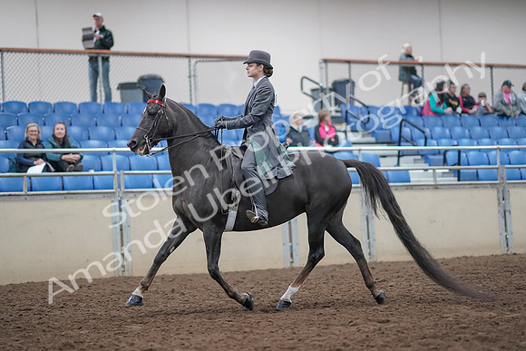 2019 Morgan Horse Show - Aug 31, 2019 - 09267