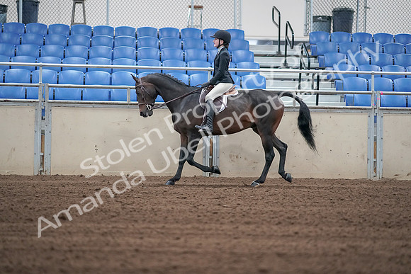 2019 Morgan Horse Show - Sept 01, 2019 - 03712