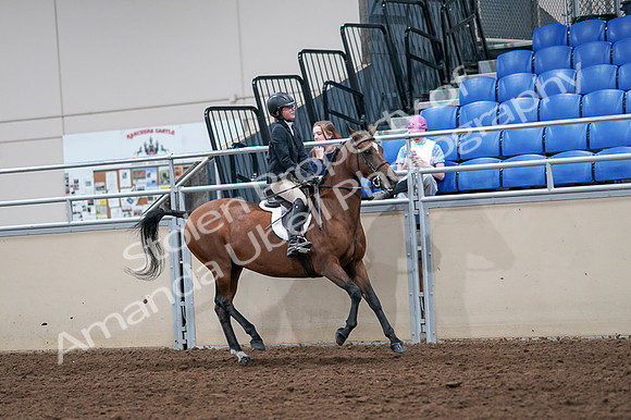 2020 - AB Morgan Horse - Fri, Sept 04 - 02122