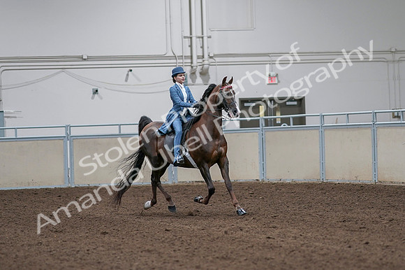 2020 - AB Morgan Horse - Fri, Sept 04 - 05027