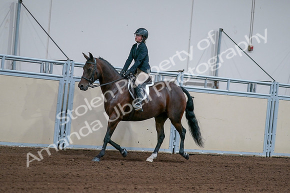 2020 - AB Morgan Horse - Fri, Sept 04 - 01653