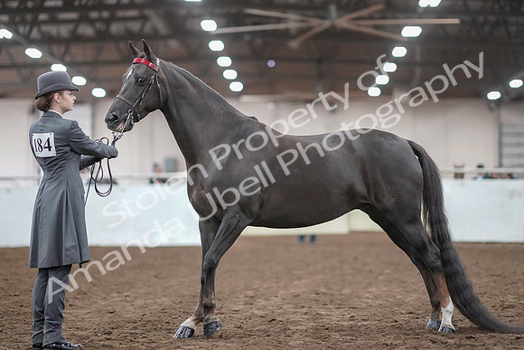 2019 Morgan Horse Show - Aug 31, 2019 - 01929