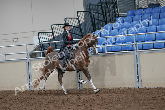 2020 - AB Morgan Horse - Fri, Sept 04 - 09855