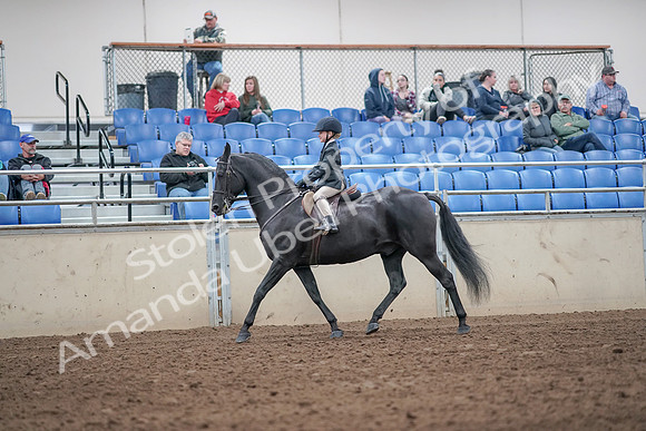2019 Morgan Horse Show - Aug 31, 2019 - 19470