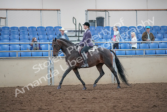 2019 Morgan Horse Show - Aug 31, 2019 - 14944