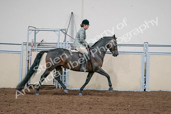 2020 - AB Morgan Horse - Sat, Sept 05 - 14514