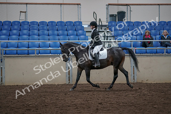 2019 Morgan Horse Show - Aug 31, 2019 - 16502