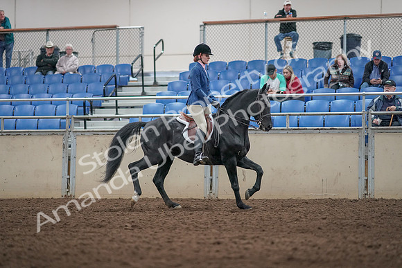 2019 Morgan Horse Show - Aug 31, 2019 - 07395