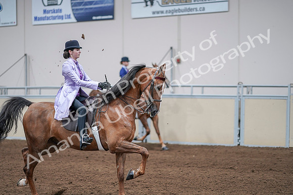 2020 - AB Morgan Horse - Fri, Sept 04 - 05136