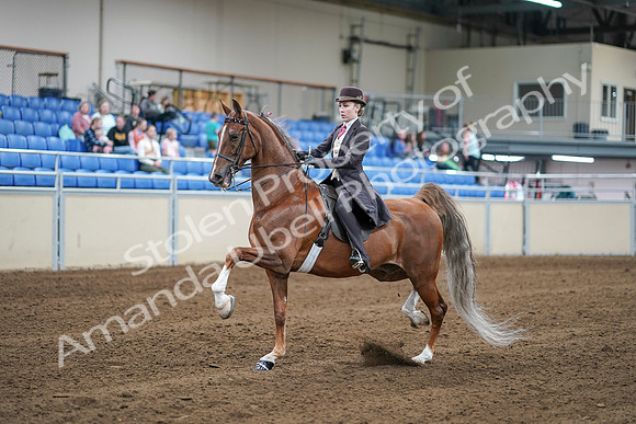 2020 - AB Morgan Horse - Sat, Sept 05 - 06164