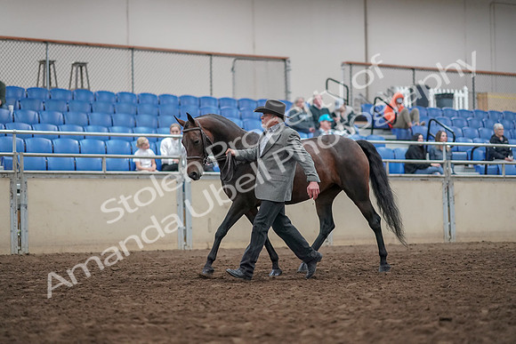 2019 Morgan Horse Show - Aug 31, 2019 - 03671
