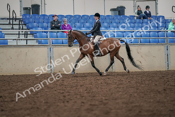 2019 Morgan Horse Show - Aug 30, 2019 - 20349