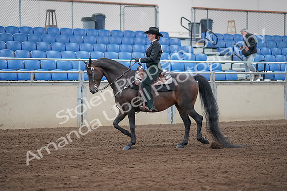 2019 Morgan Horse Show - Sept 01, 2019 - 11196