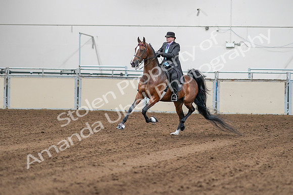 2020 - AB Morgan Horse - Sat, Sept 05 - 13131