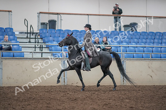 2019 Morgan Horse Show - Aug 31, 2019 - 09312