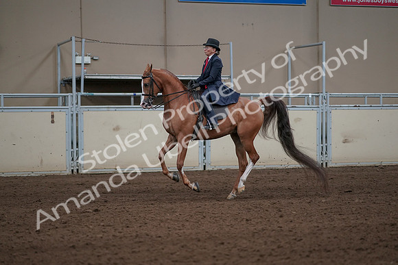 2019 Morgan Horse Show - Sept 01, 2019 - 11934