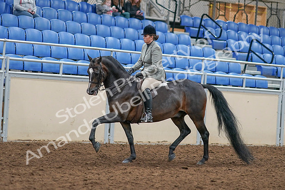 2020 - AB Morgan Horse - Sat, Sept 05 - 14315