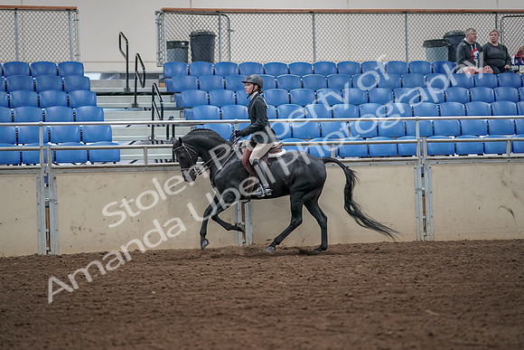 2019 Morgan Horse Show - Aug 31, 2019 - 05056