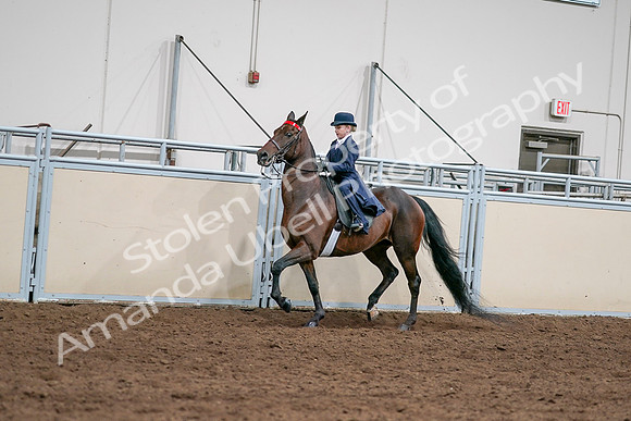 2020 - AB Morgan Horse - Sat, Sept 05 - 04802