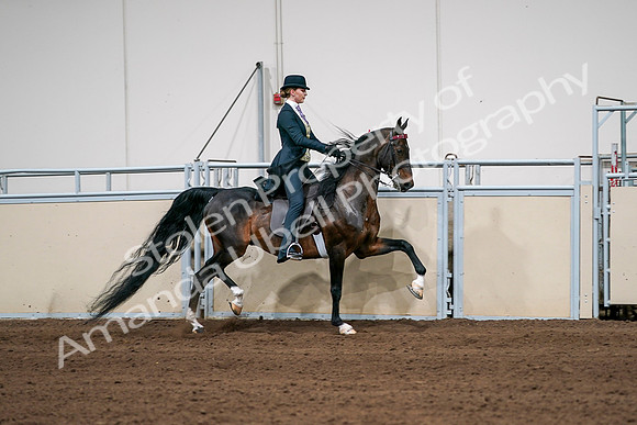2020 - AB Morgan Horse - Sat, Sept 05 - 06411