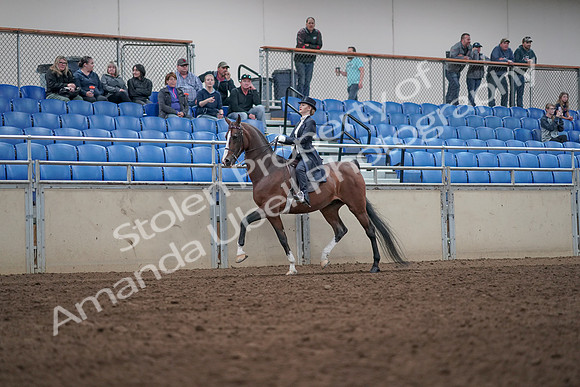2019 Morgan Horse Show - Aug 31, 2019 - 20477