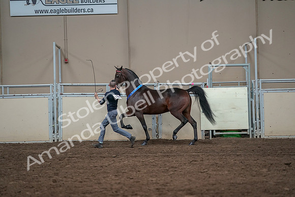 2019 Morgan Horse Show - Aug 31, 2019 - 01439