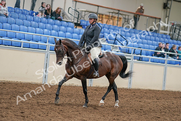 2020 - AB Morgan Horse - Sat, Sept 05 - 14454