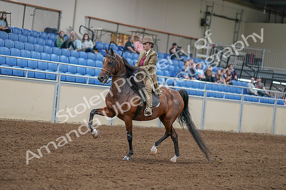 2020 - AB Morgan Horse - Fri, Sept 04 - 11413