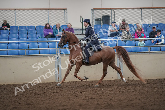 2019 Morgan Horse Show - Aug 30, 2019 - 26776