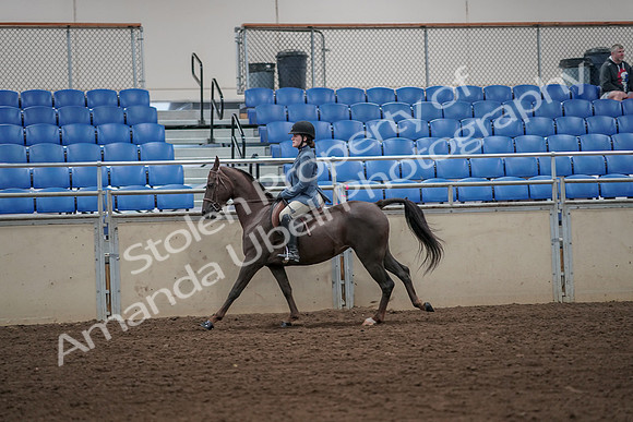2019 Morgan Horse Show - Aug 31, 2019 - 05044