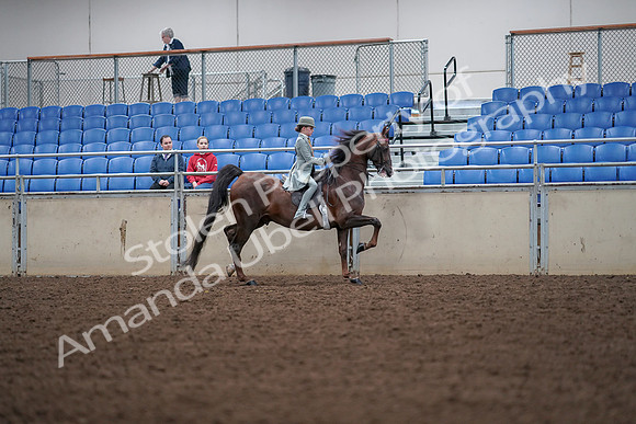 2019 Morgan Horse Show - Aug 30, 2019 - 18111