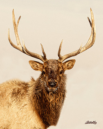 NA wild animals - 008