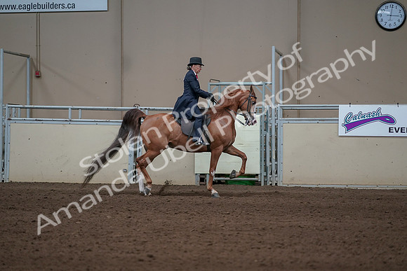 2019 Morgan Horse Show - Sept 01, 2019 - 12041