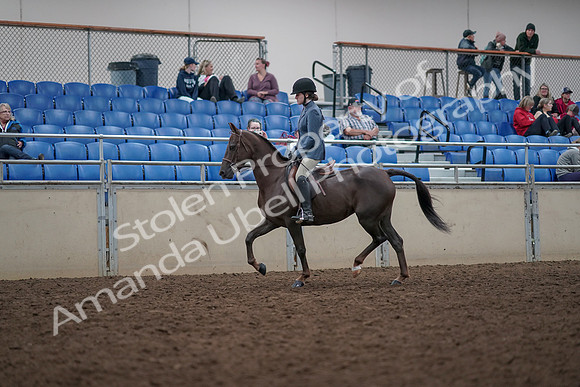 2019 Morgan Horse Show - Aug 31, 2019 - 16558