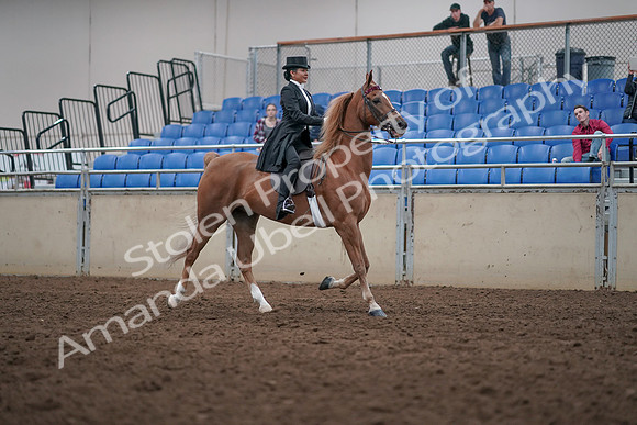 2019 Morgan Horse Show - Aug 31, 2019 - 20711