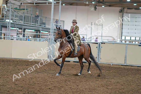 2020 - AB Morgan Horse - Sat, Sept 05 - 05266