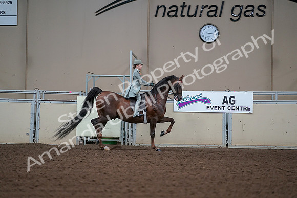 2019 Morgan Horse Show - Aug 30, 2019 - 17943