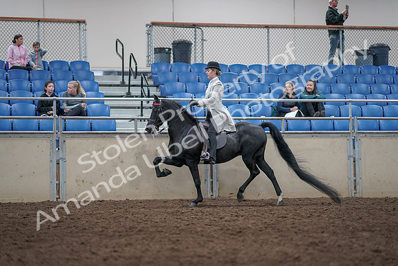 2019 Morgan Horse Show - Aug 31, 2019 - 09430